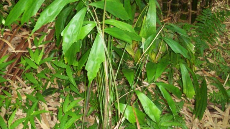 Cây Song châu đuôi. Didymosperma caudatum - Cây Thuốc Nam Quanh Ta